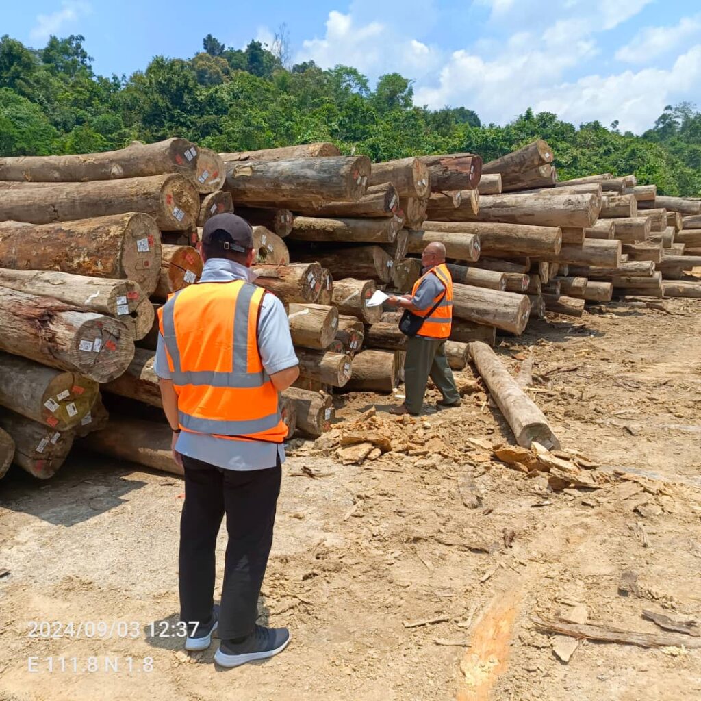 Two people in safety vests inspect cut logs in a forest clearing under a bright blue sky.